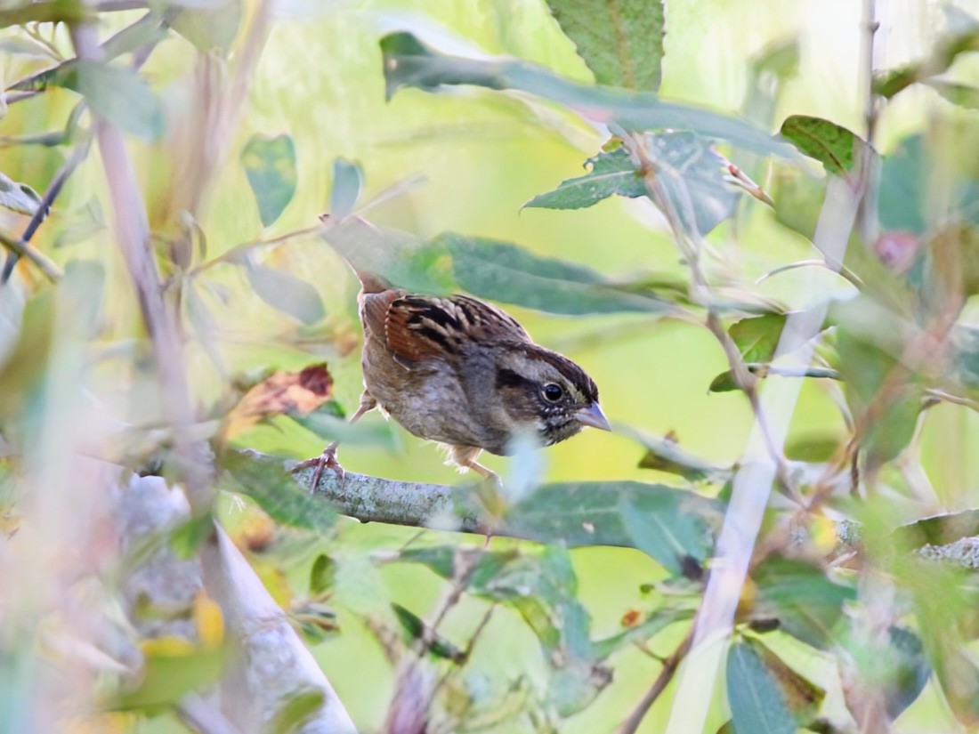 Swamp Sparrow - ML642521997