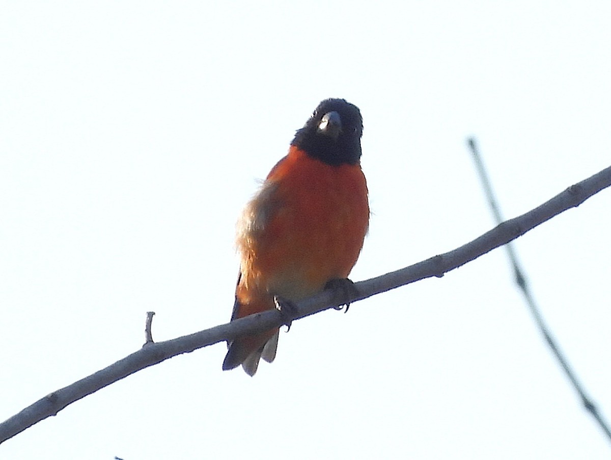 Red Siskin - ML642521998