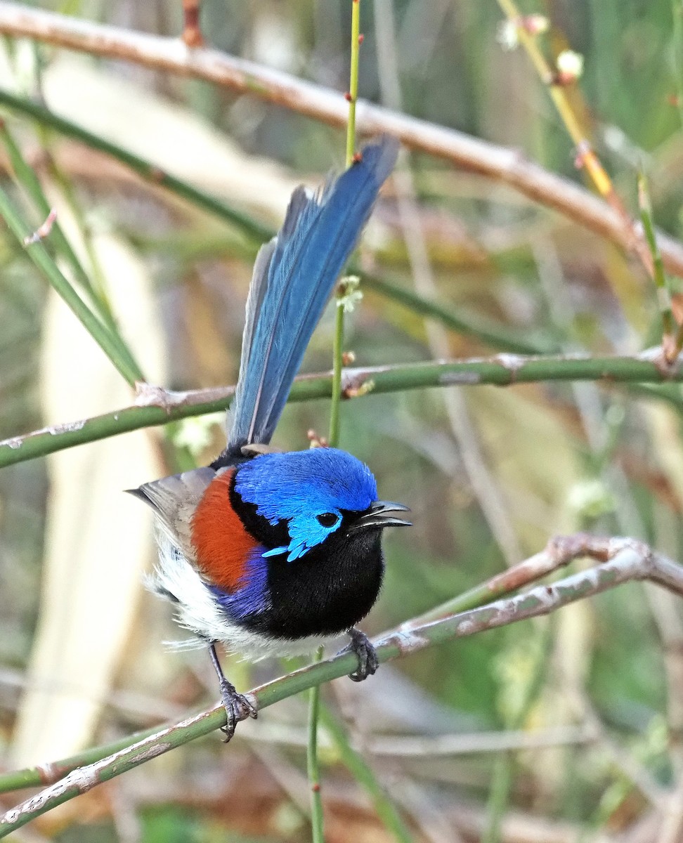 Purple-backed Fairywren - ML642521999