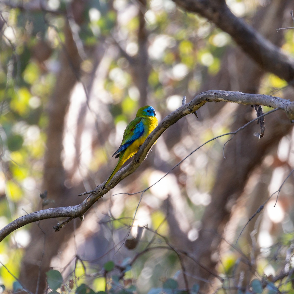 Turquoise Parrot - ML642522002