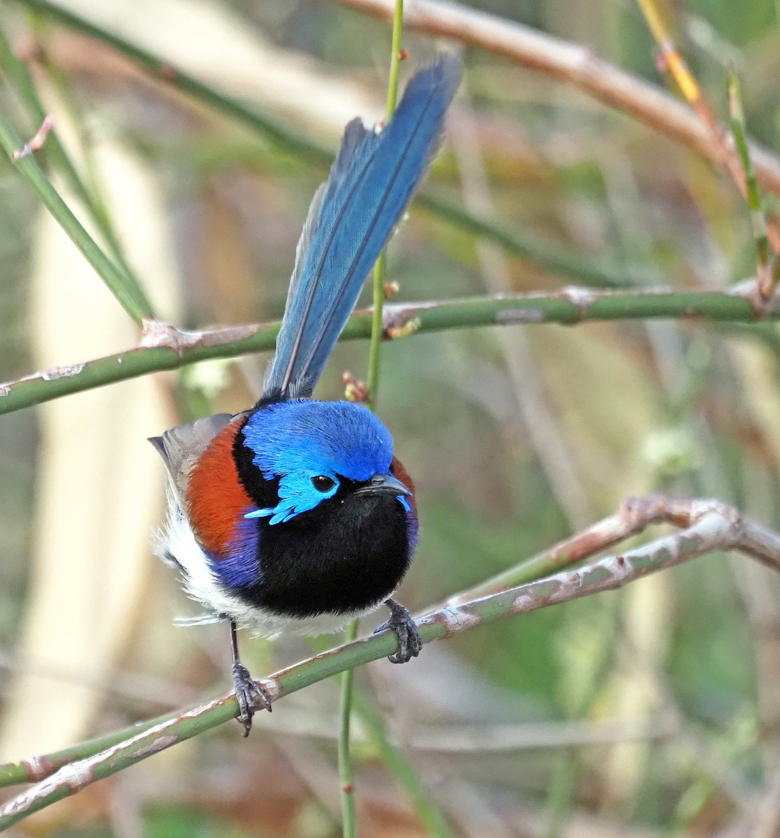 Purple-backed Fairywren - ML642522005
