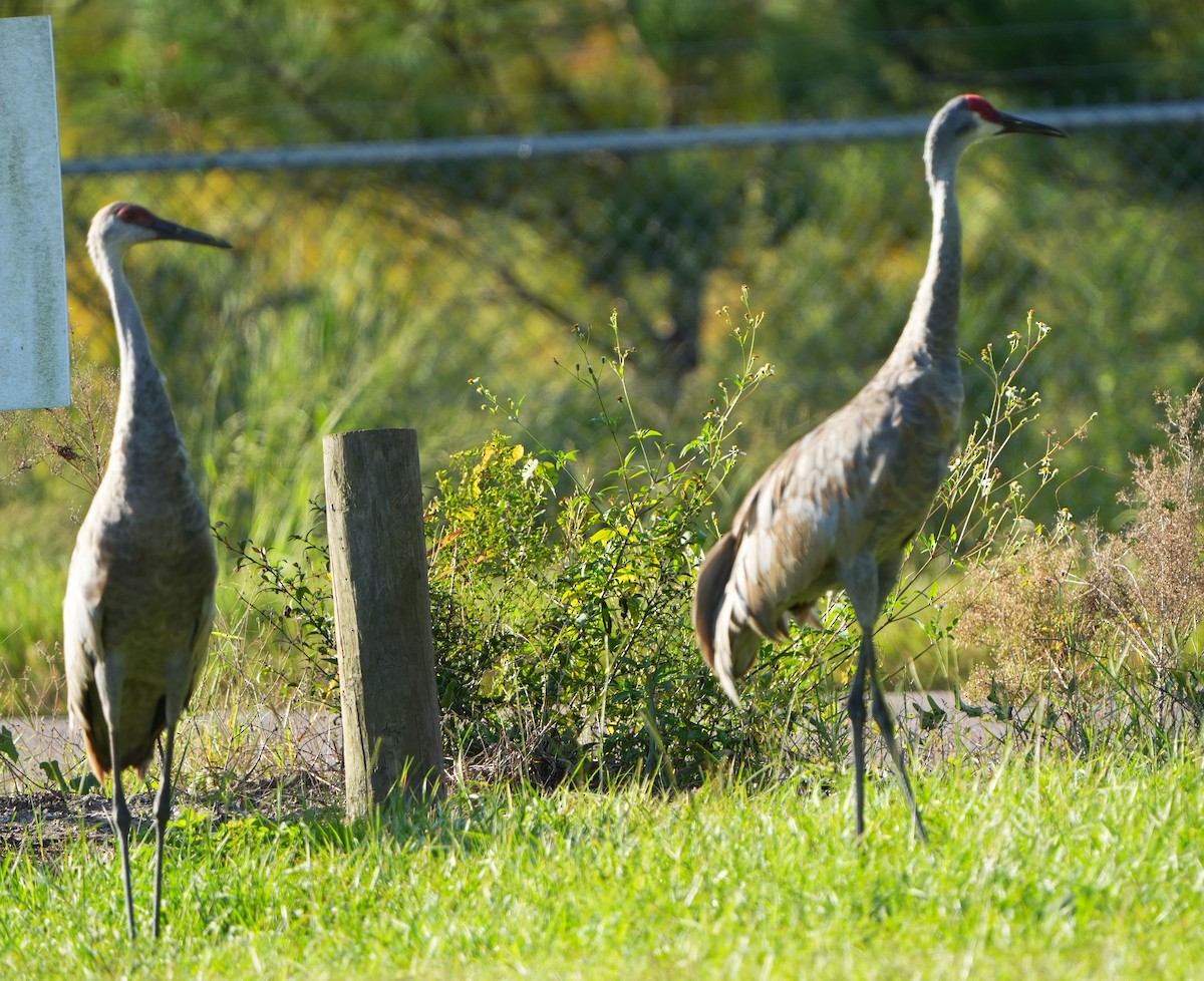 Sandhill Crane - ML642522007