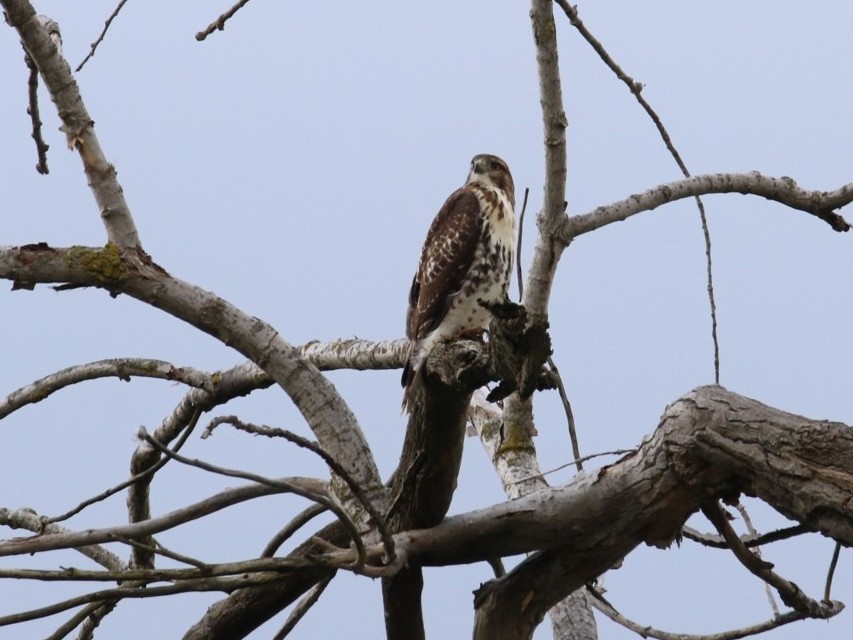 Red-tailed Hawk - ML642522021