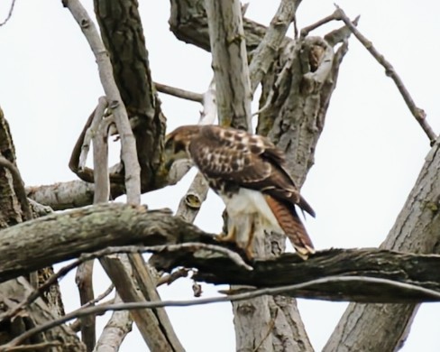 Red-tailed Hawk - ML642522022
