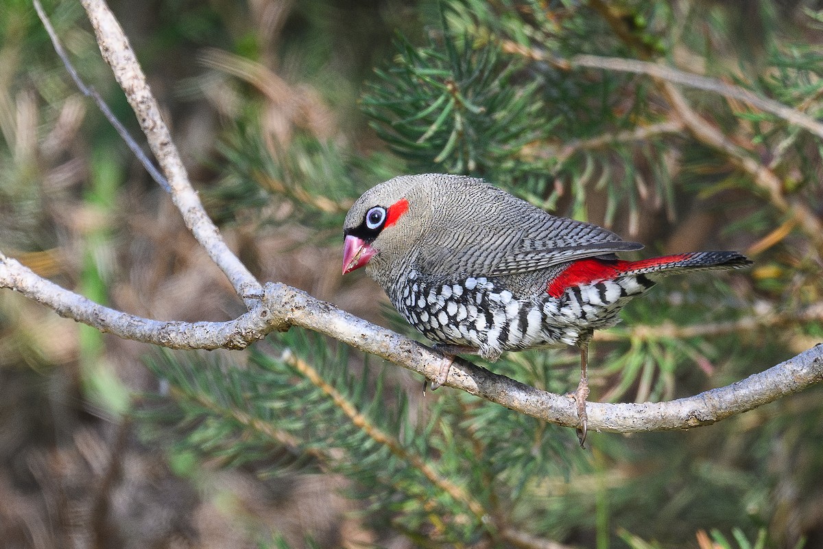 Red-eared Firetail - ML642522050