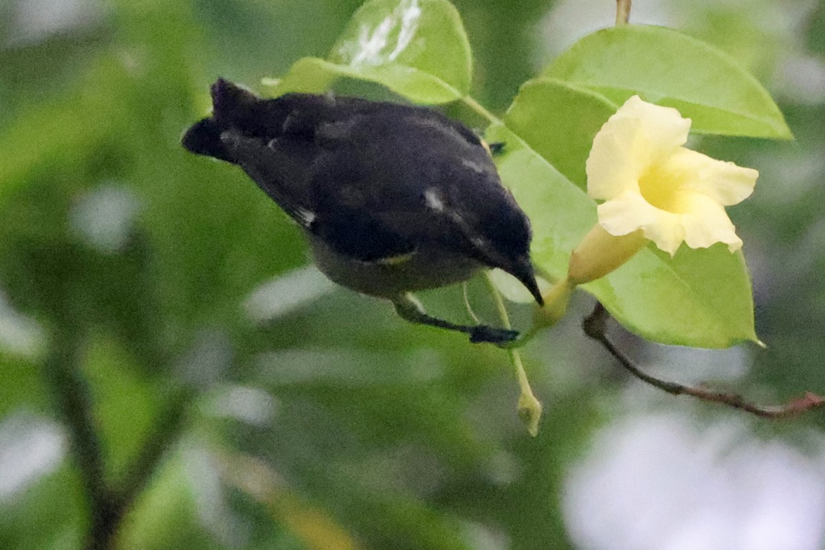 Bananaquit (Cozumel I.) - ML642522053
