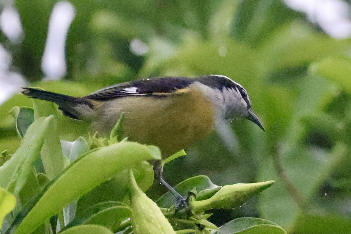 Bananaquit (Cozumel I.) - ML642522054