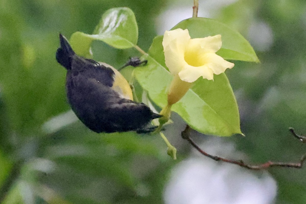 Bananaquit (Cozumel I.) - ML642522055