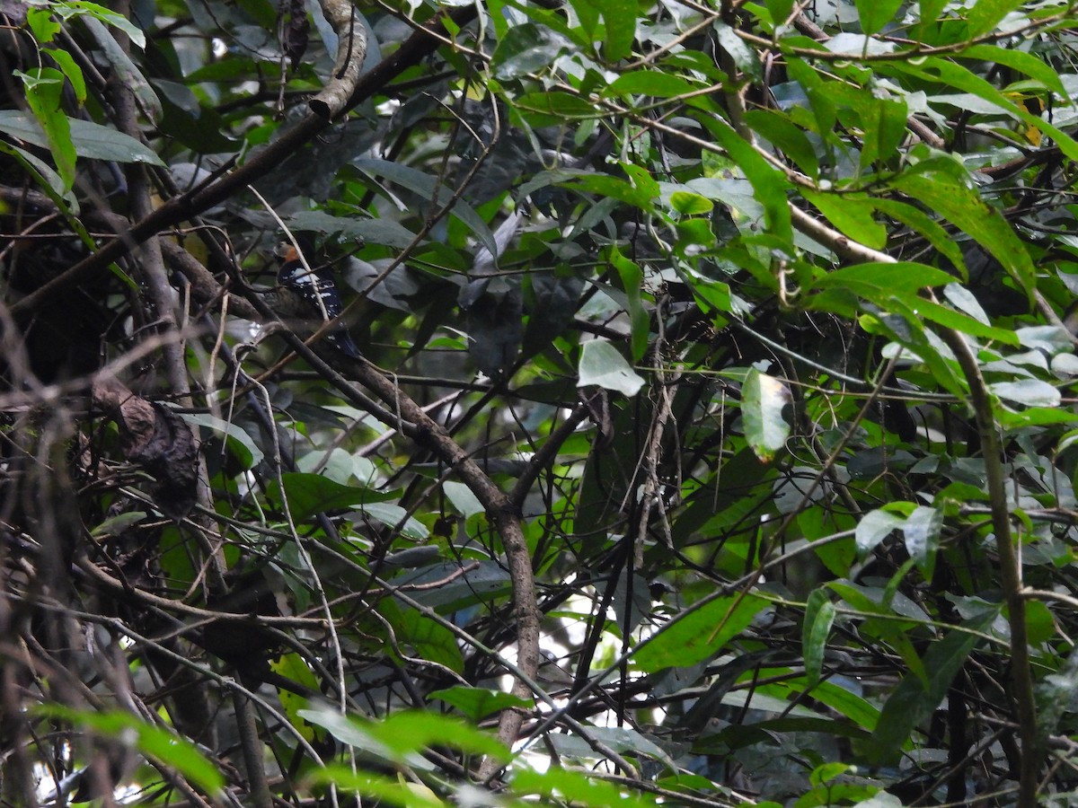 Crimson-naped Woodpecker - ML642522063