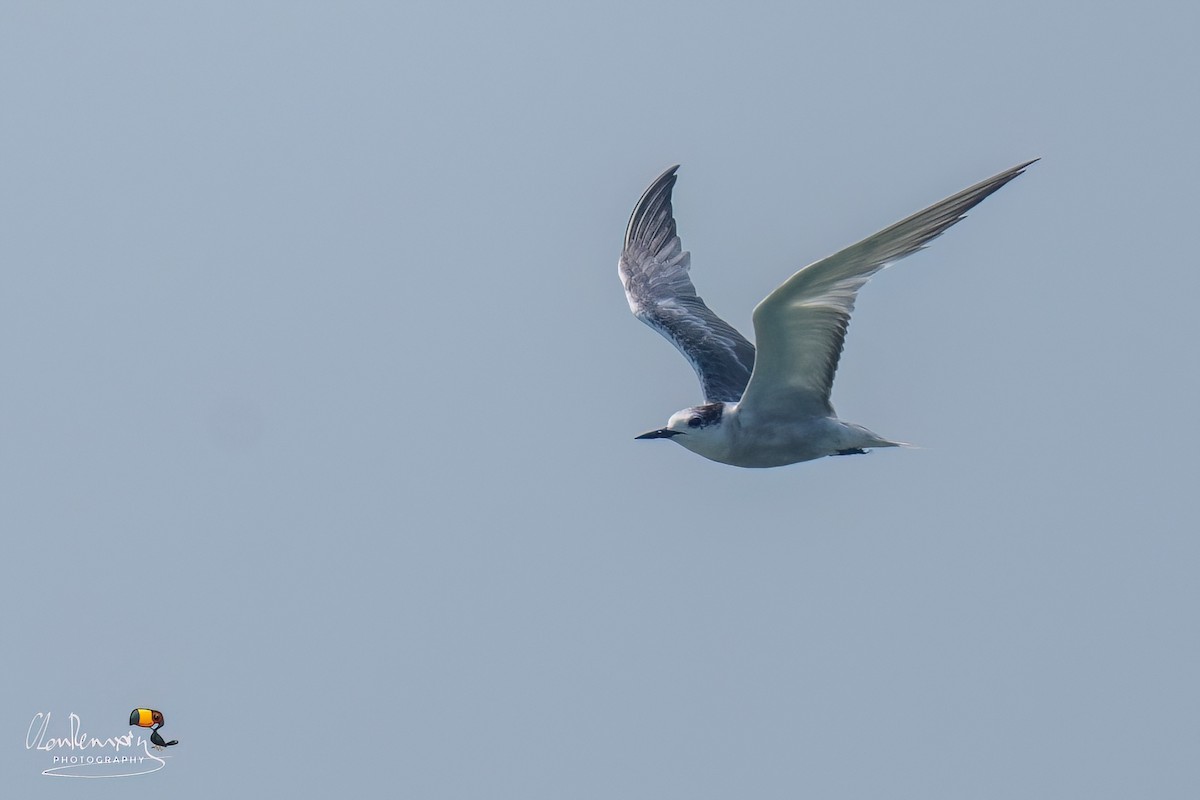 Aleutian Tern - ML642522064