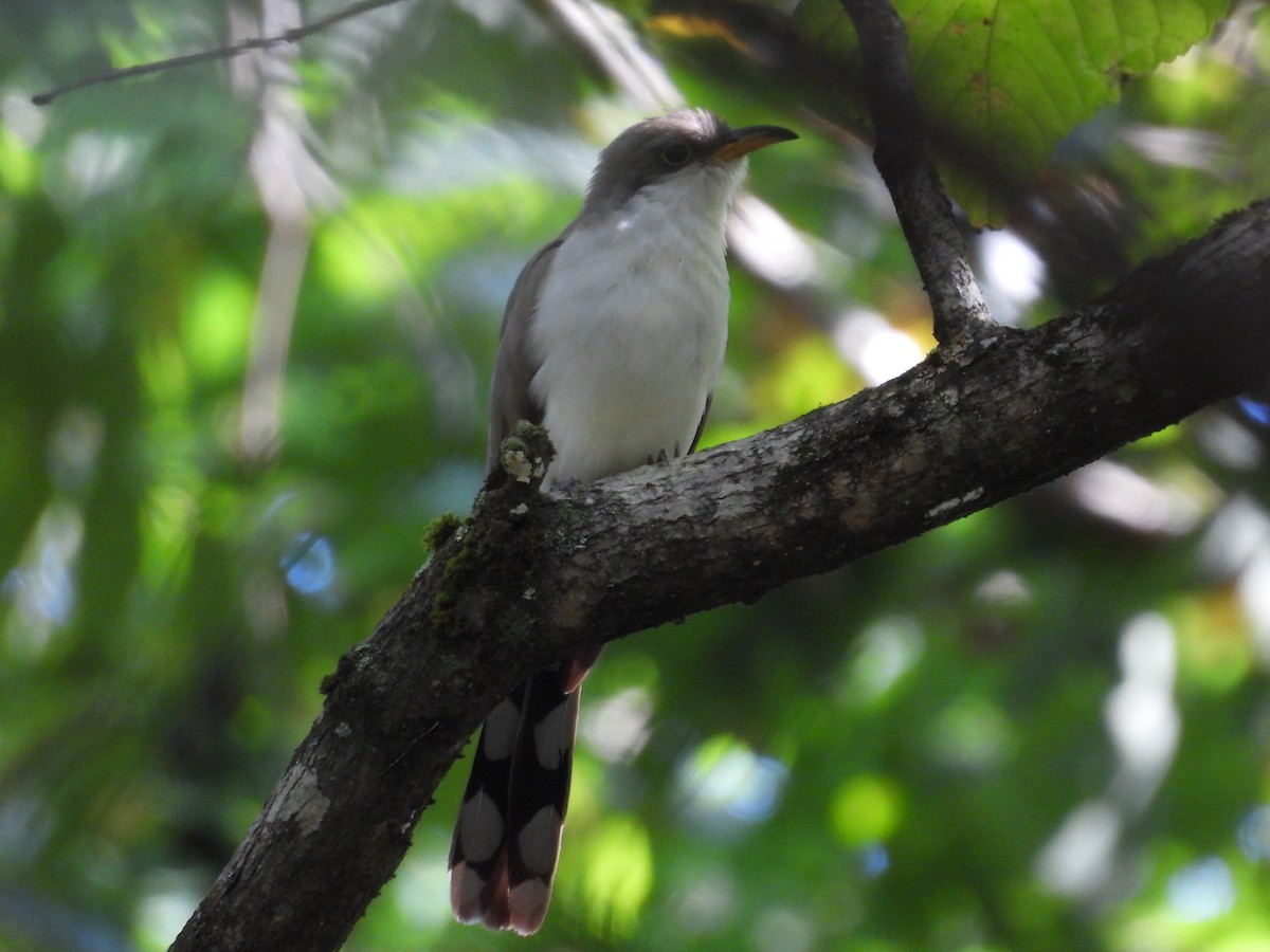 Yellow-billed Cuckoo - ML642522078