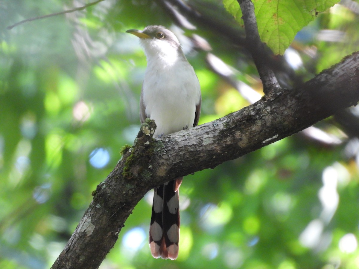 Yellow-billed Cuckoo - ML642522079