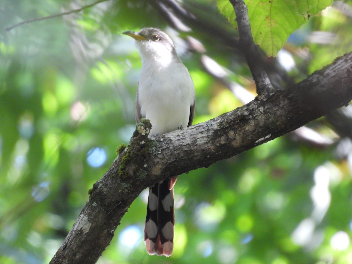Yellow-billed Cuckoo - ML642522080