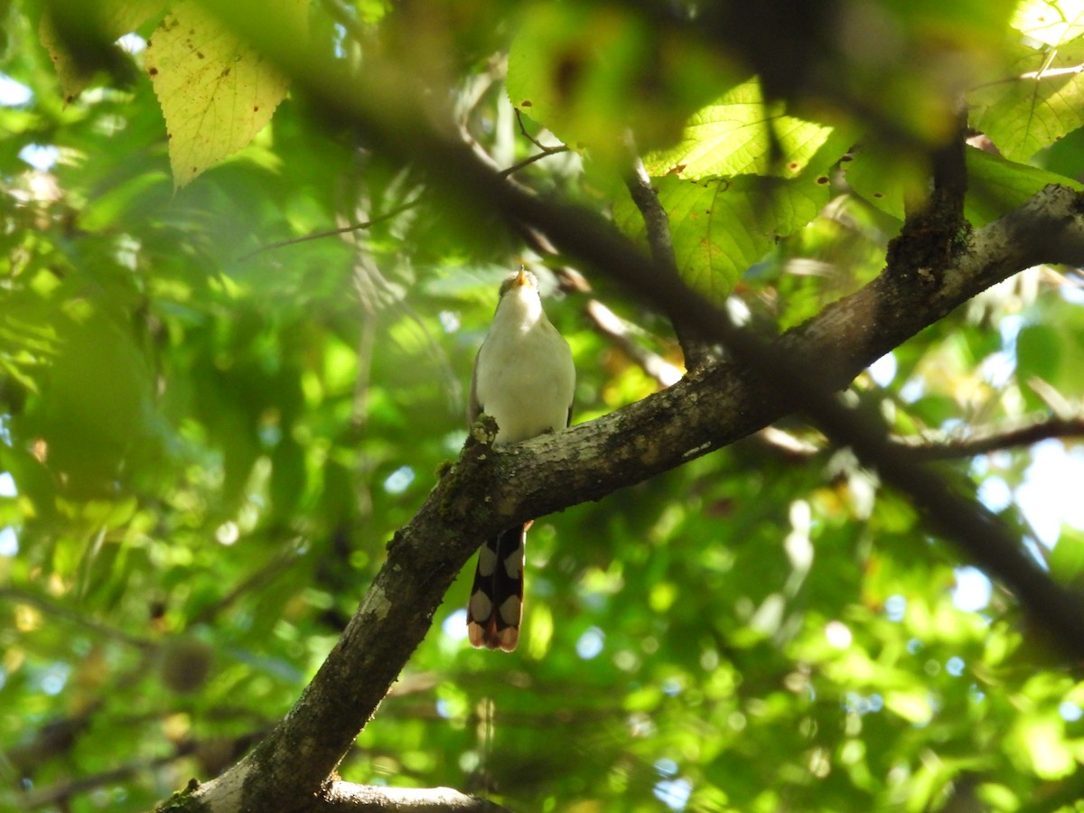 Yellow-billed Cuckoo - ML642522081