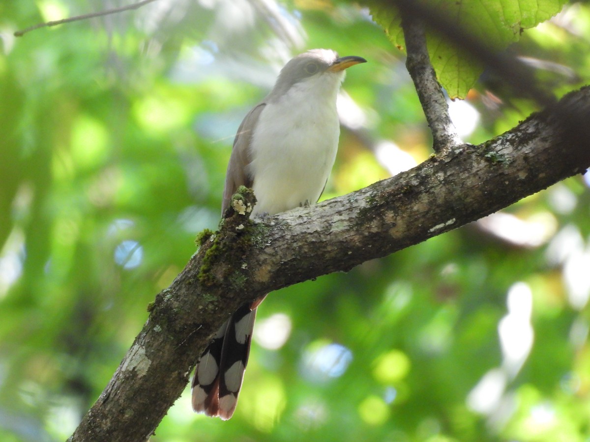 Yellow-billed Cuckoo - ML642522082