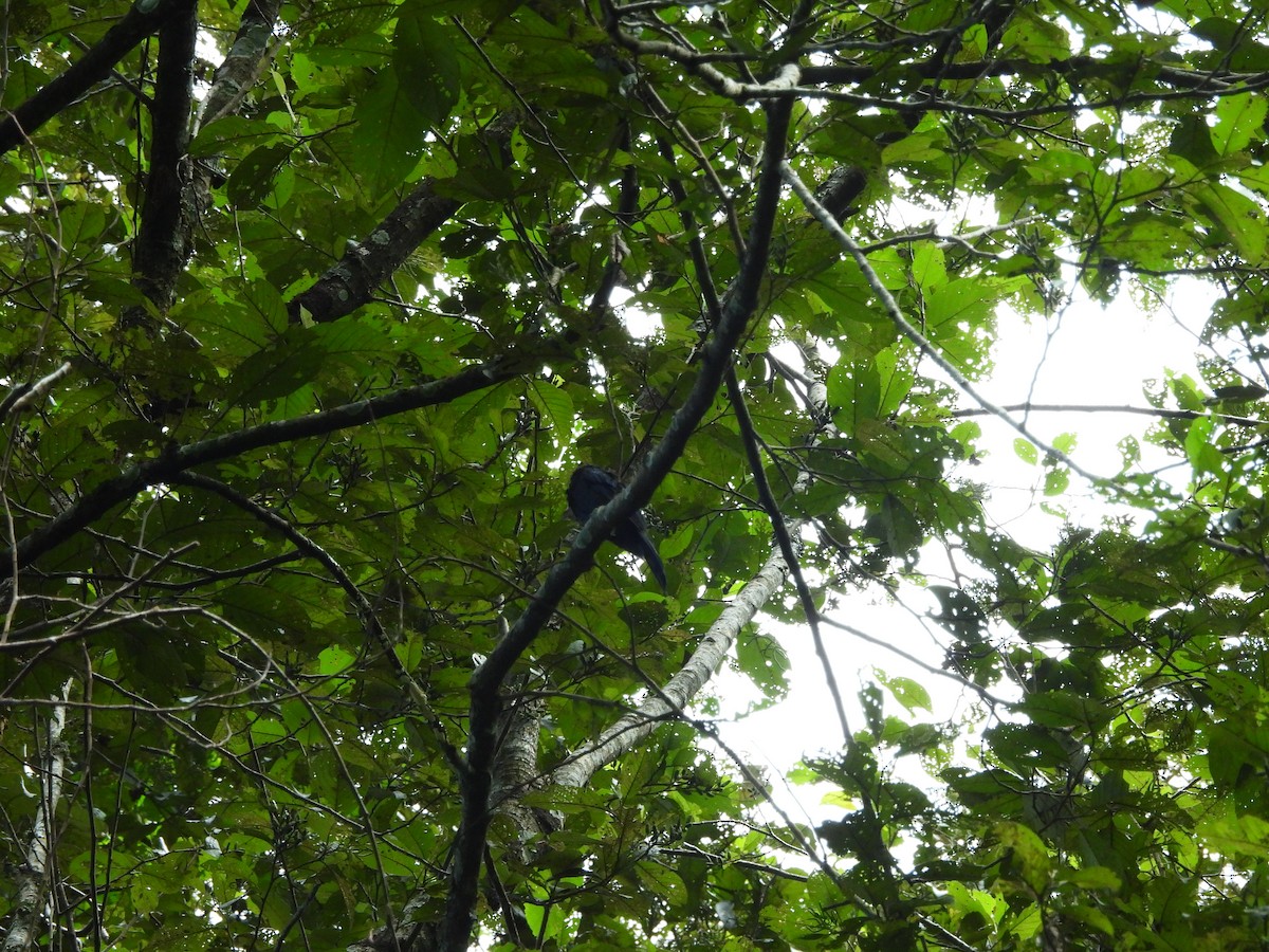 Lesser Racket-tailed Drongo - ML642522085