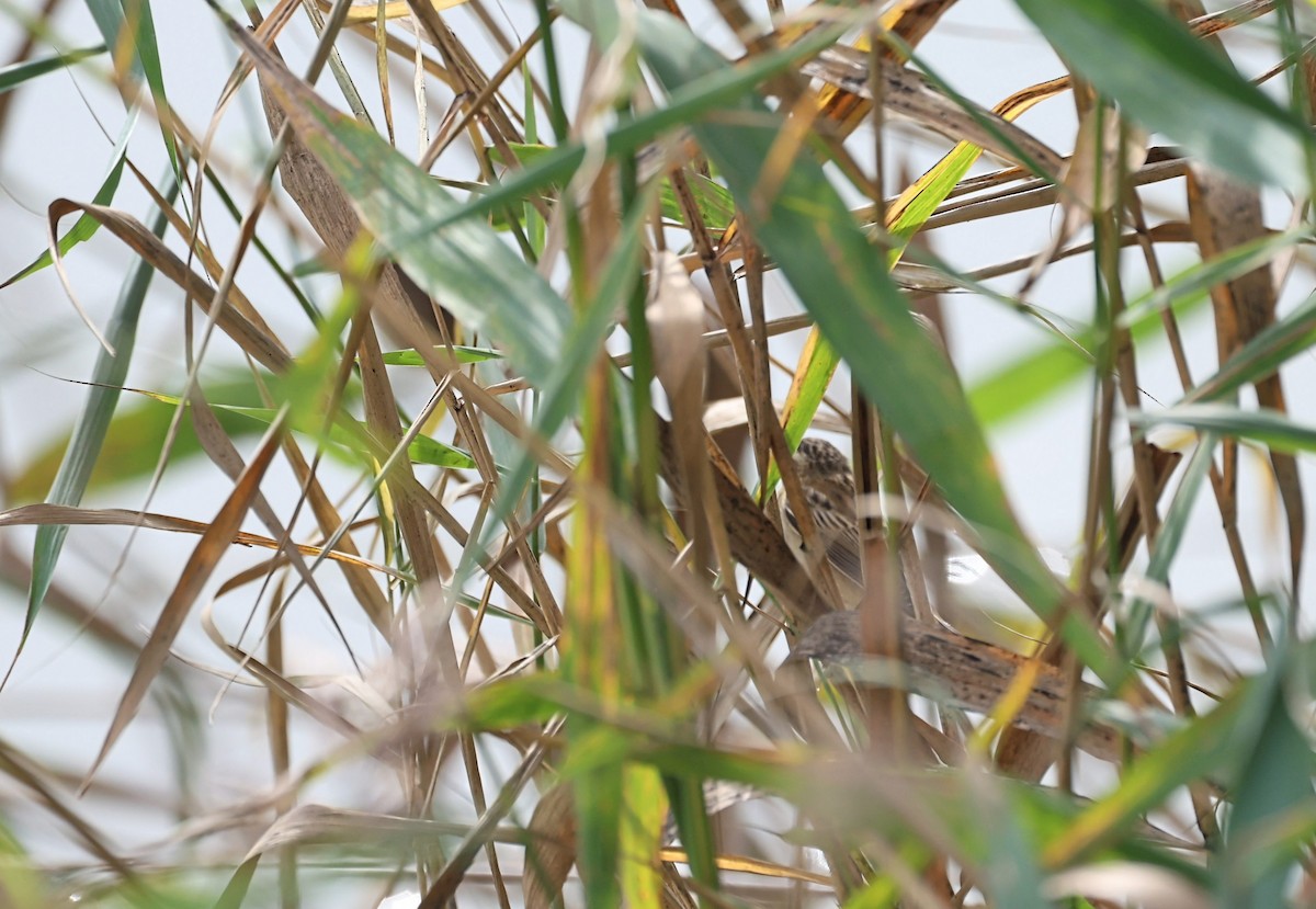 Sedge Warbler - ML642522089