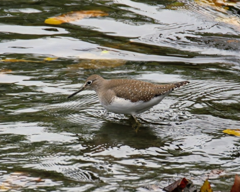 Solitary Sandpiper (solitaria) - ML642522095