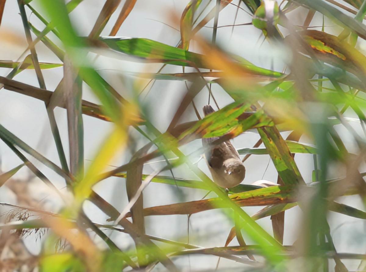 Common Reed Warbler - ML642522097