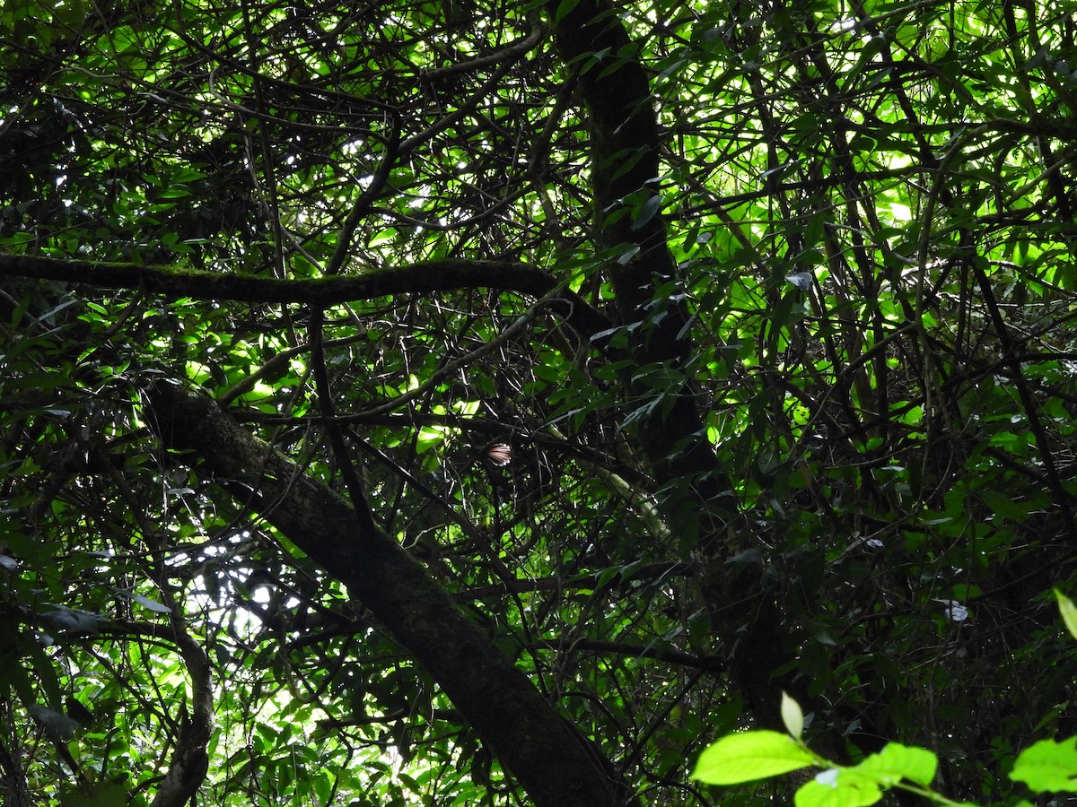 White-throated Fantail - ML642522098