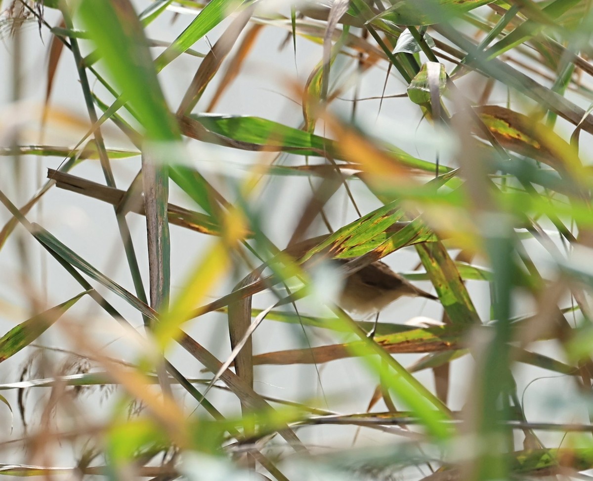 Common Reed Warbler - ML642522108