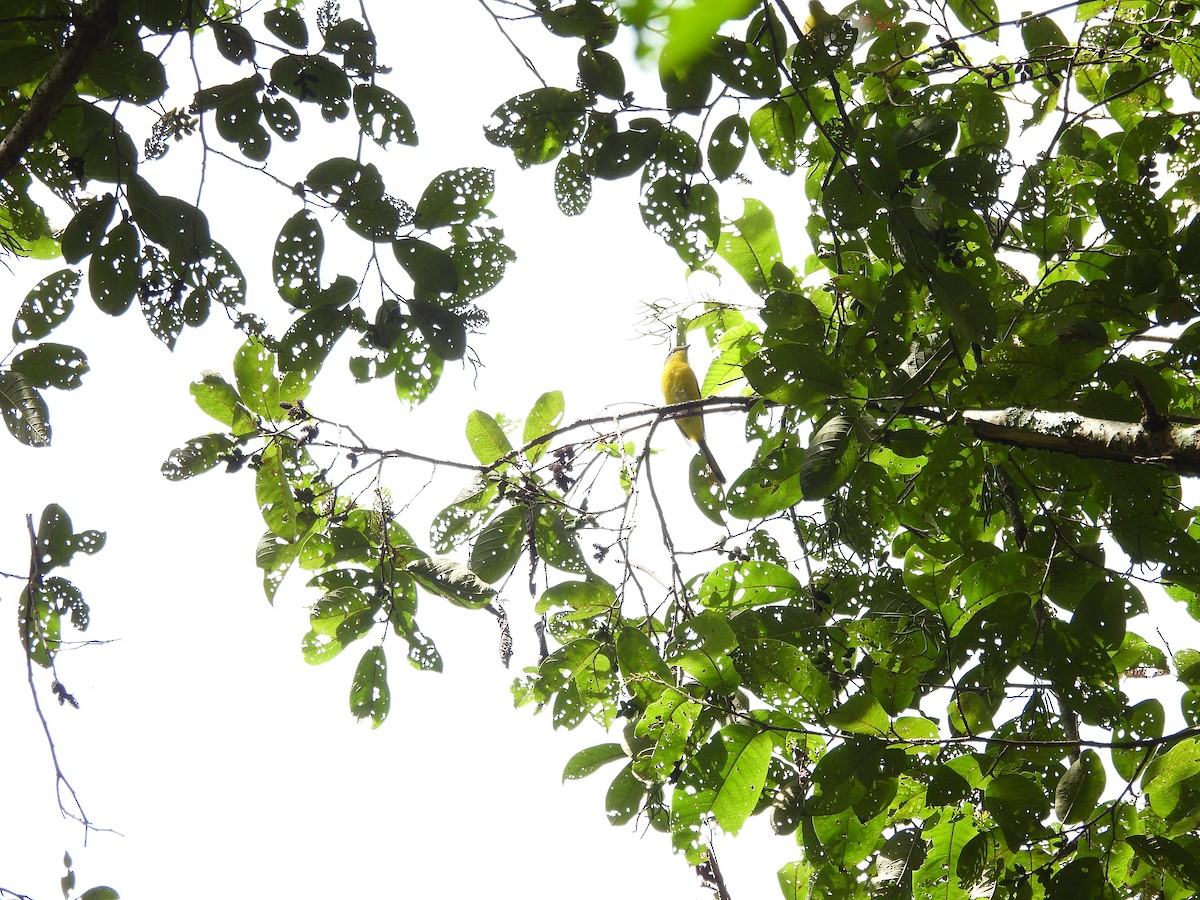 Scarlet Minivet - ML642522112