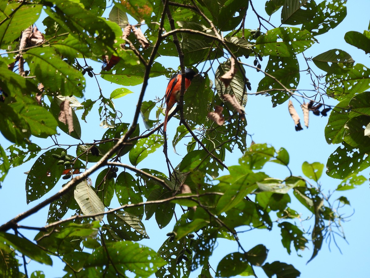 Long-tailed Minivet - ML642522113