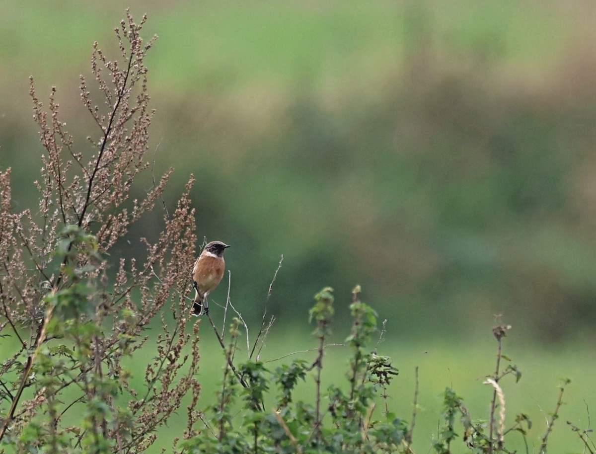 European Stonechat - ML642522121