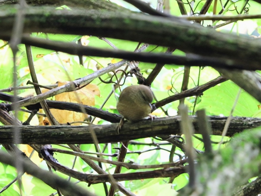 Winter Wren - ML642522129