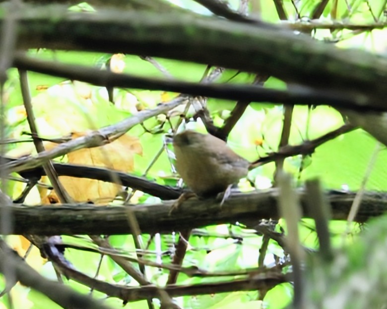 Winter Wren - ML642522130
