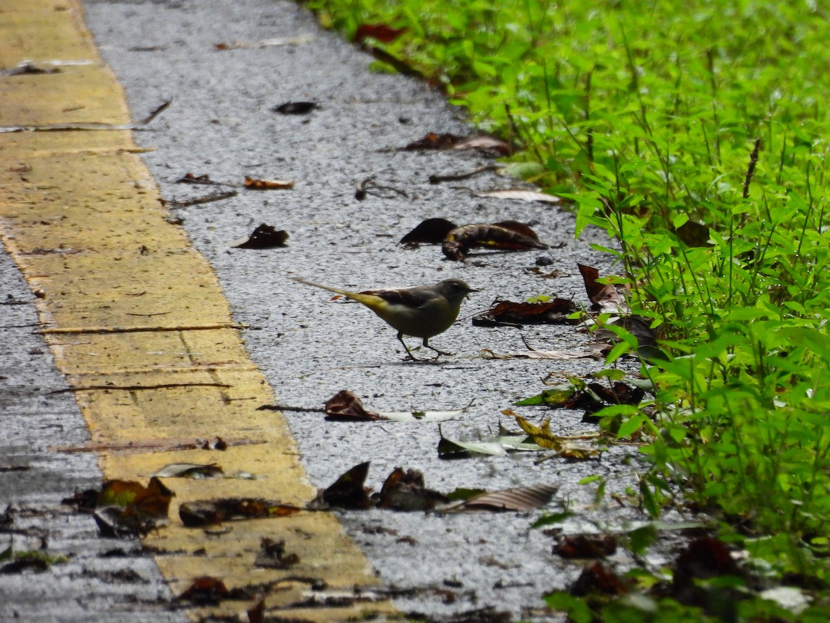 Gray Wagtail - ML642522131