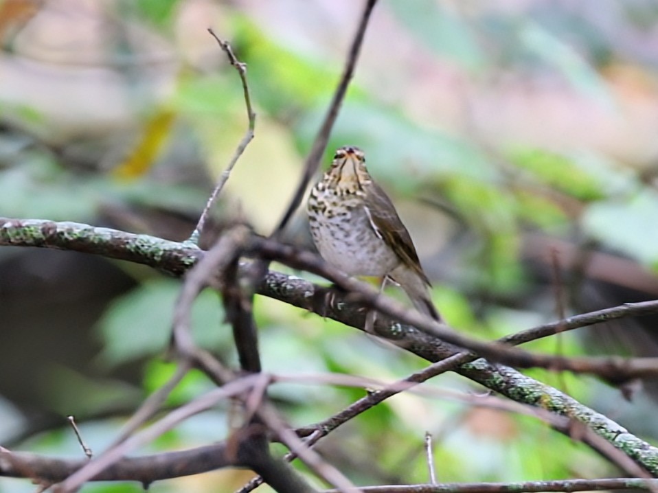 Swainson's Thrush - ML642522141