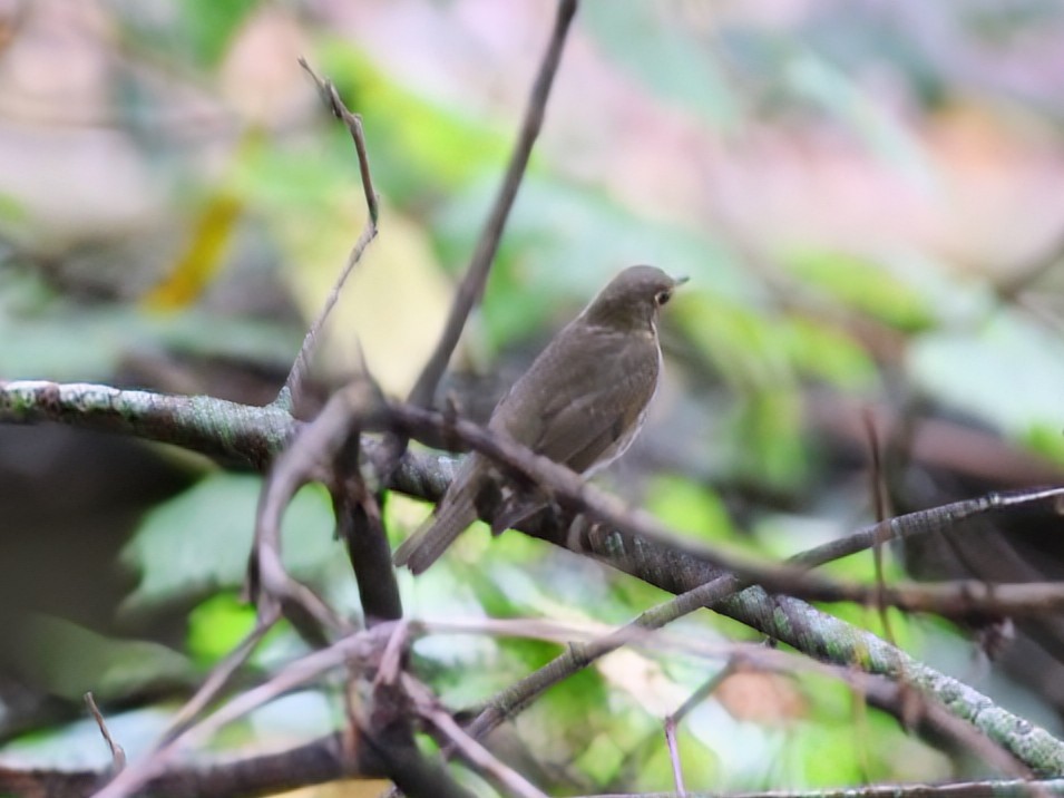 Swainson's Thrush - ML642522142