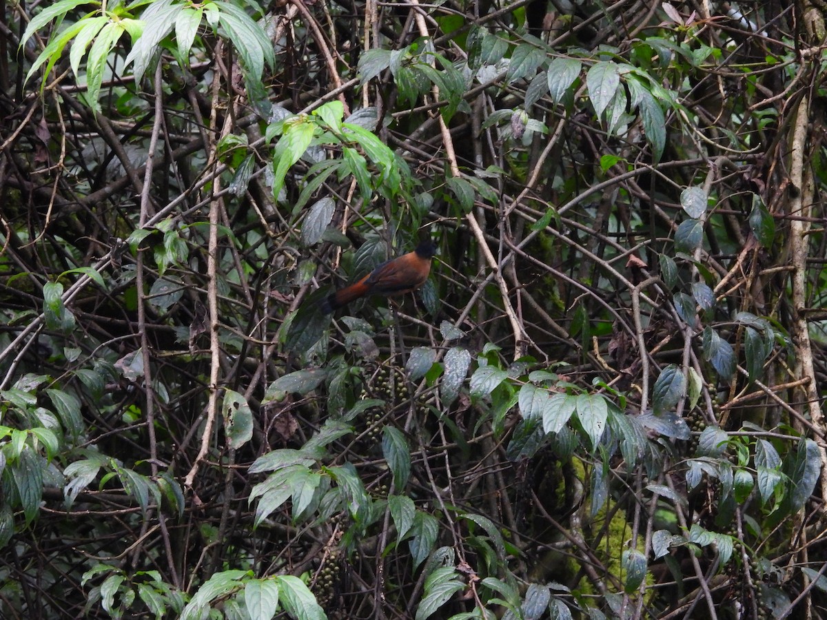 Rufous Sibia - ML642522147