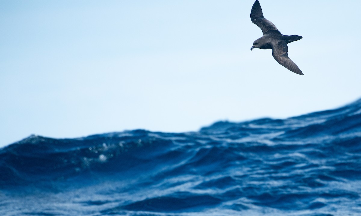 Тайфунник довгокрилий - ML642522151