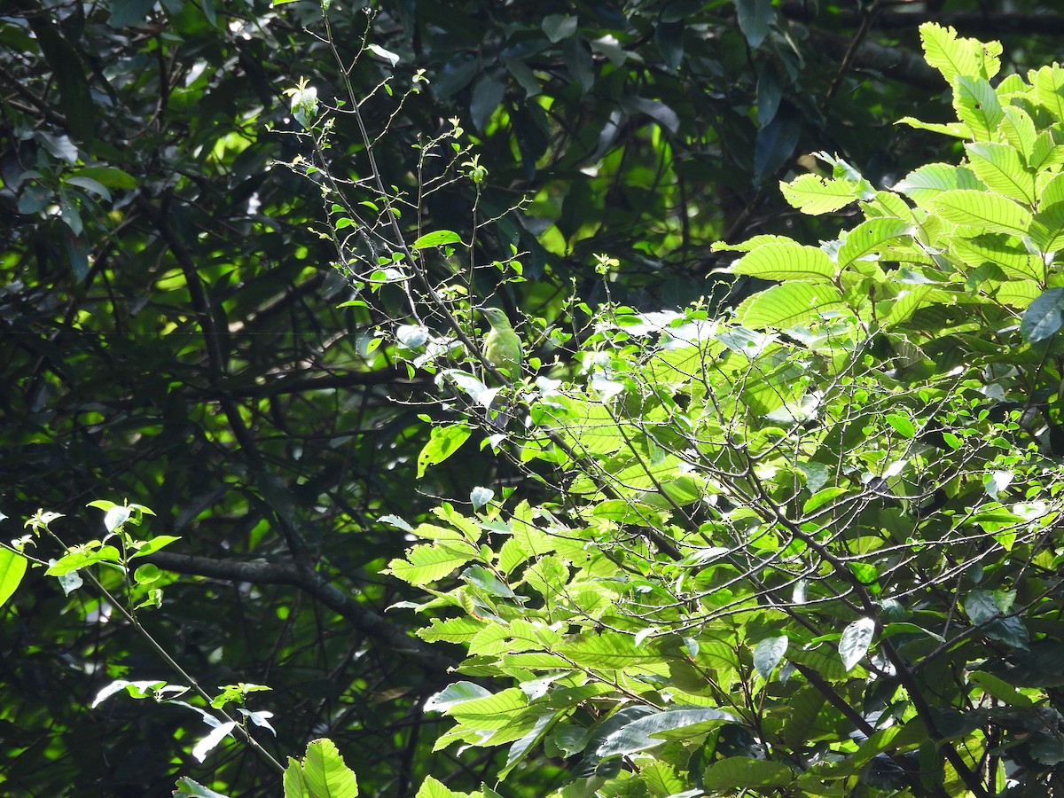 Orange-bellied Leafbird - ML642522155