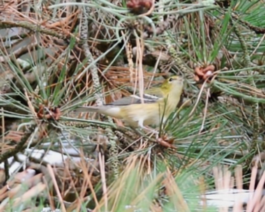 Bay-breasted Warbler - ML642522163