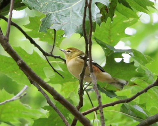 Bay-breasted Warbler - ML642522164