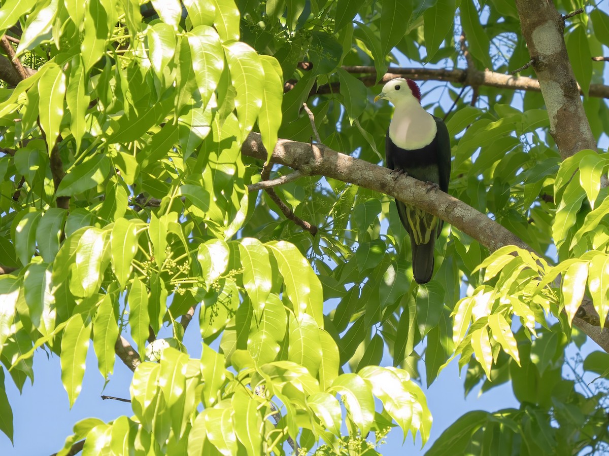 Red-naped Fruit-Dove - ML642522173