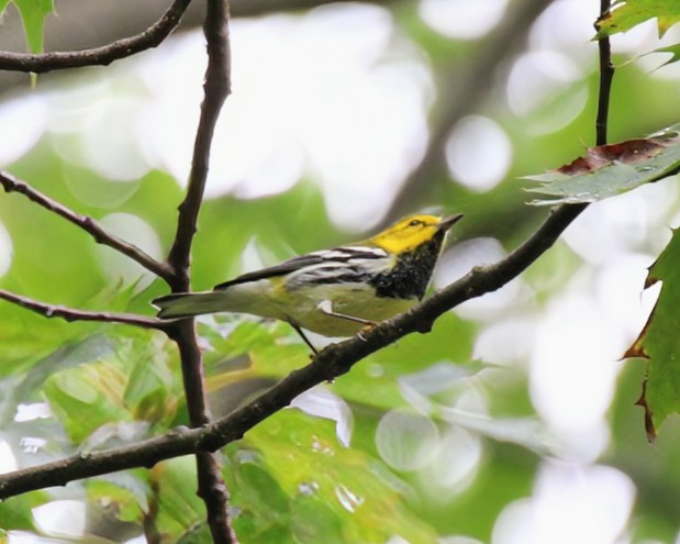 Black-throated Green Warbler - ML642522179