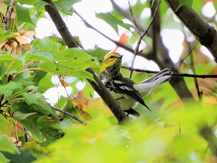 Black-throated Green Warbler - ML642522180