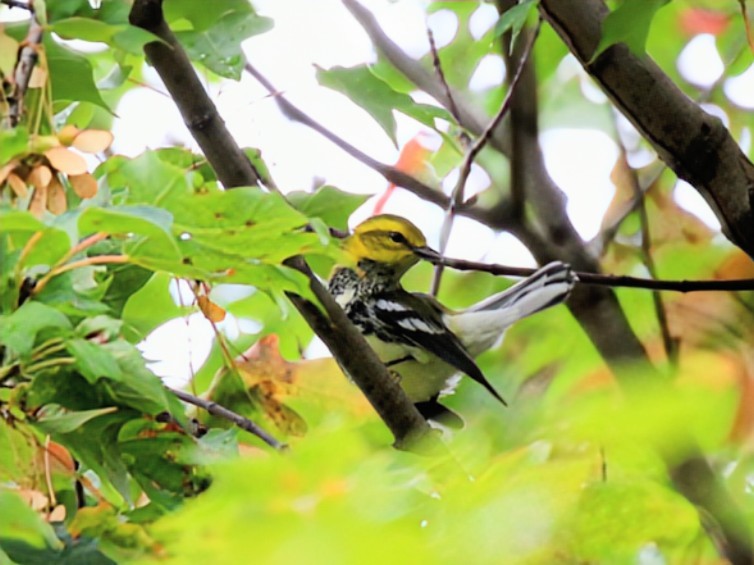 Black-throated Green Warbler - ML642522181