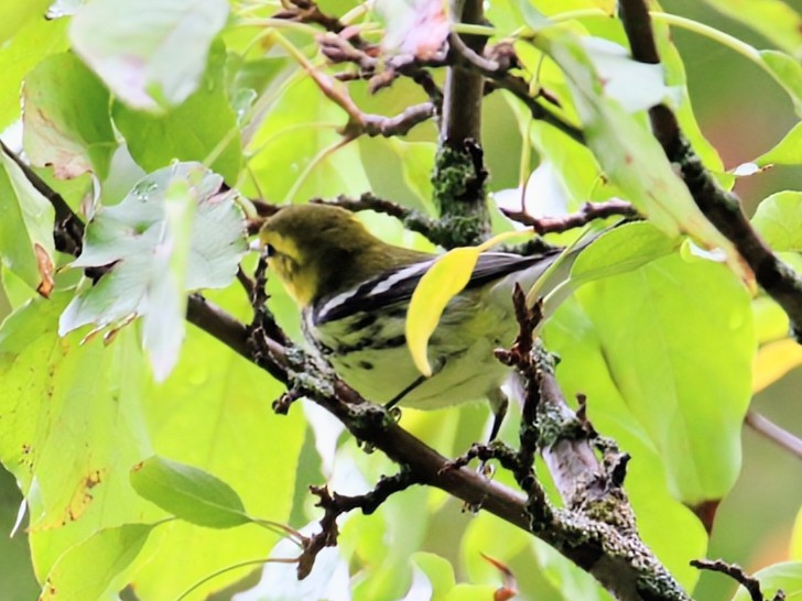 Black-throated Green Warbler - ML642522182