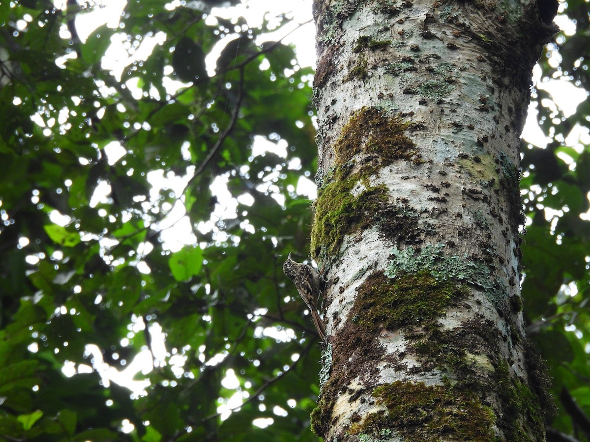 Sikkim Treecreeper - ML642522183