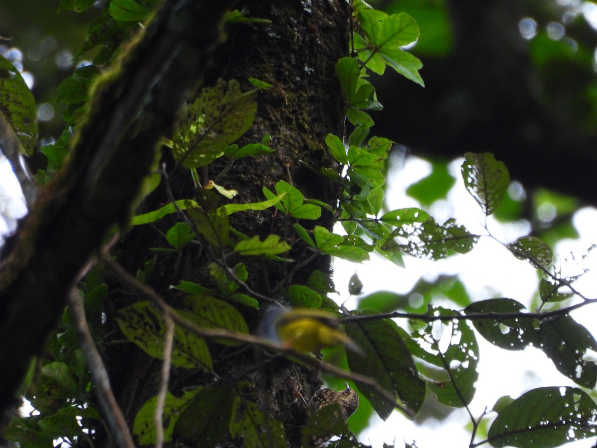Sikkim Treecreeper - ML642522189