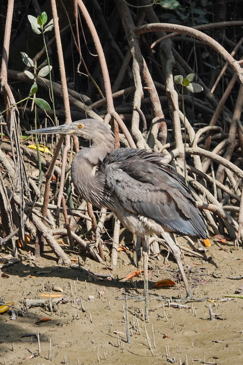 Great-billed Heron - ML642522210