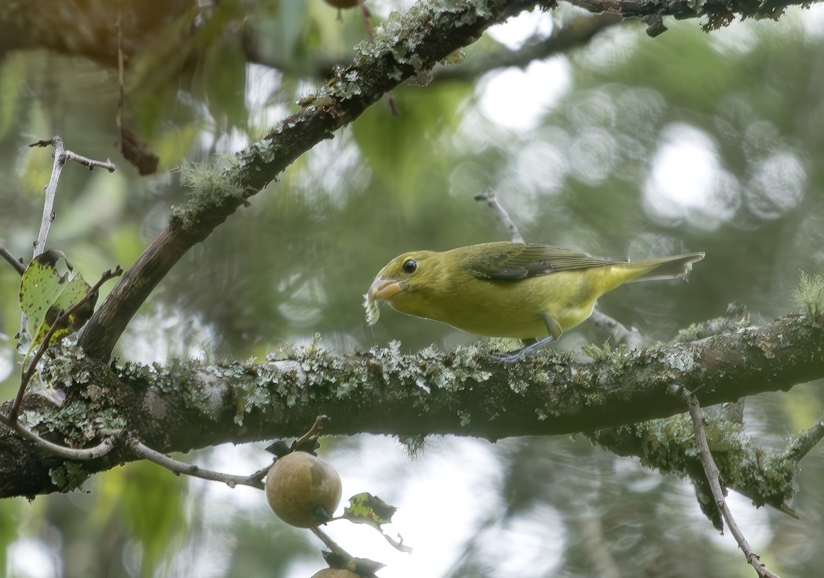 Scarlet Tanager - ML642522216