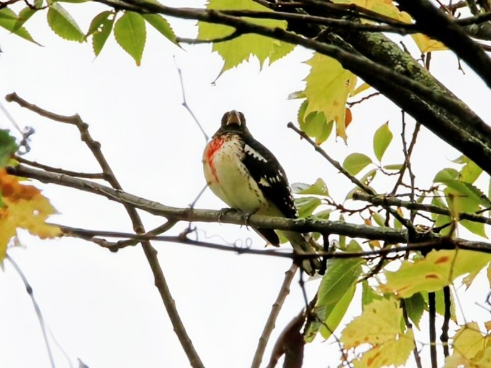 Rose-breasted Grosbeak - ML642522217