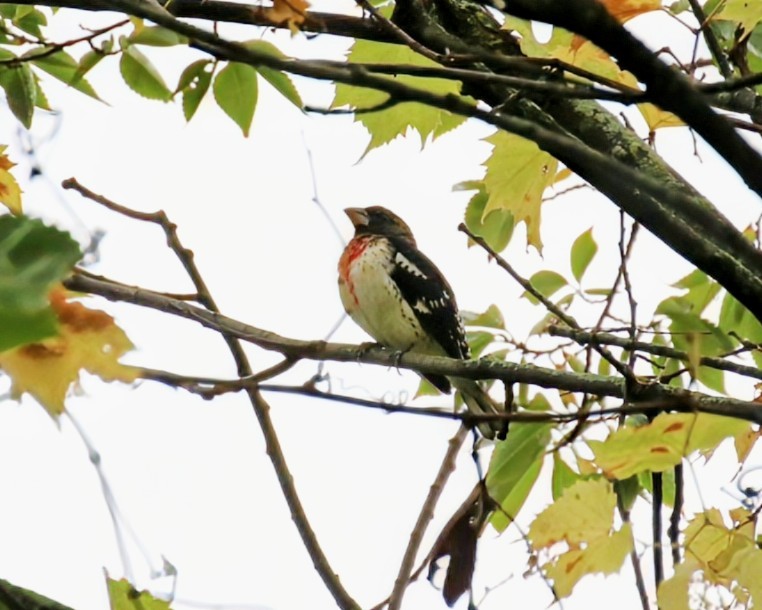 Rose-breasted Grosbeak - ML642522218