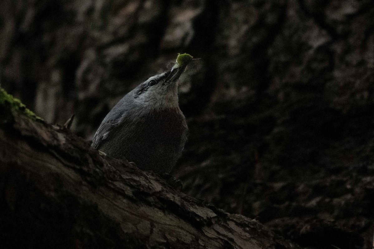 ムナオビゴジュウカラ - ML642522245